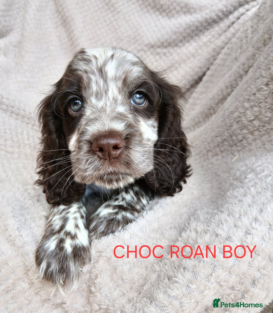 Cocker Spaniel dogs for sale: Health tested small cocker spaniels  - Image 6