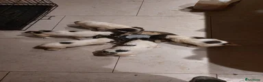 English Springer Spaniel 2