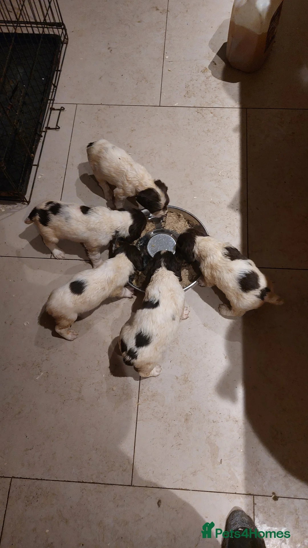 English Springer Spaniel dogs for sale: Springer spaniel pups  in Kettering - Advert 4