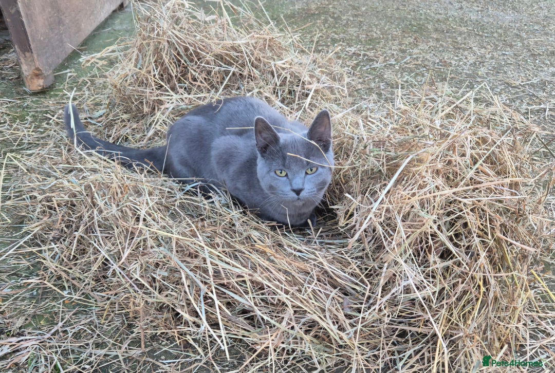 Siberian cats for sale: Beautiful Siberian x BSH kittens  - Image 25