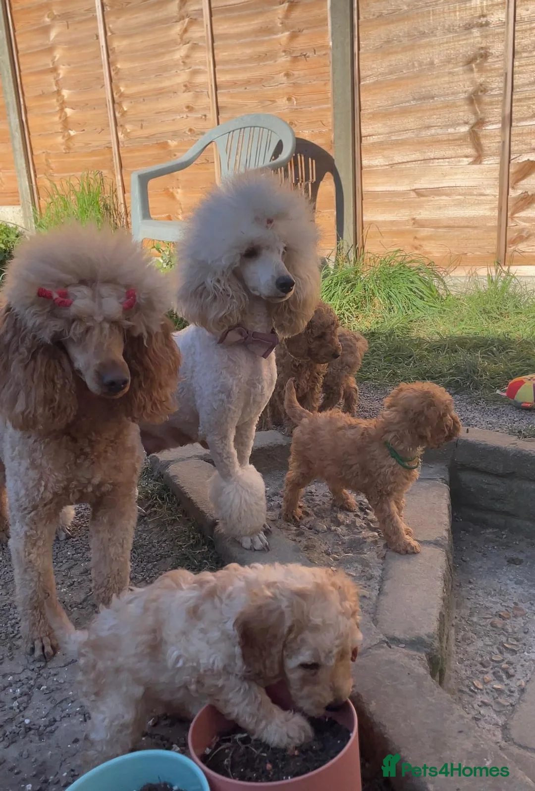 Miniature Poodle dogs for sale: High-Standard Miniature Poodle Boys–Ready to LEAVE - Advert 1