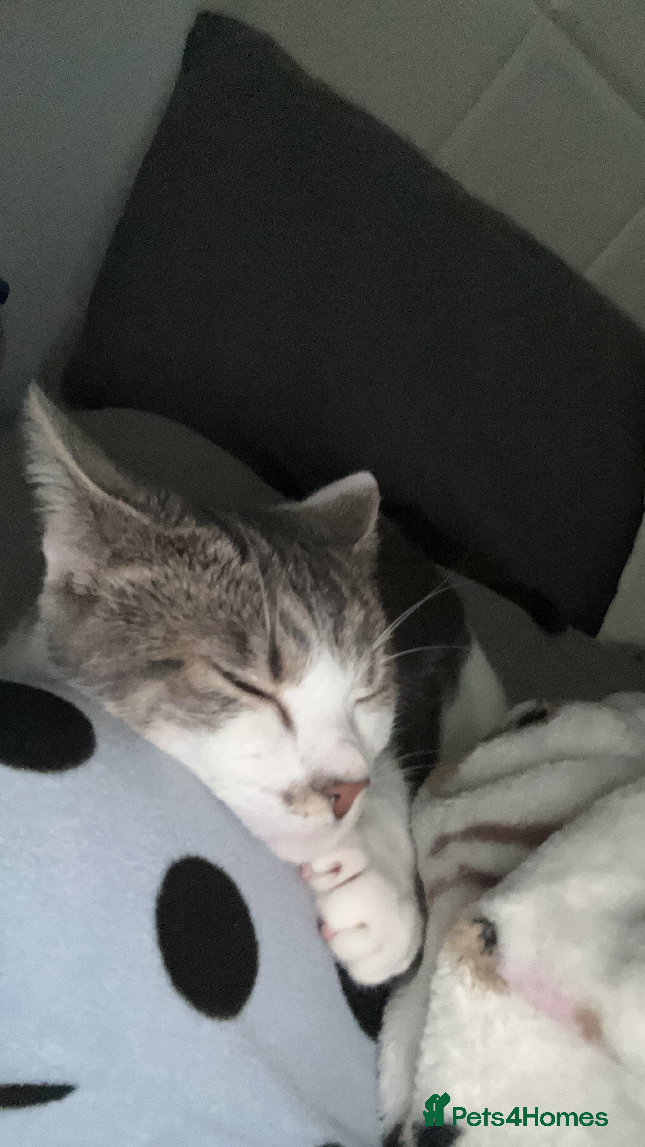 Domestic Shorthair cats Tig Tig (tiger) - Advert 4