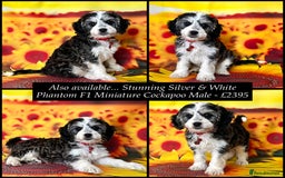 Cockapoo dogs for sale: 🌟Rare Red Sable F1B Mini Cockapoo’s🌟 DNA CLEAR ✅ - Image 16