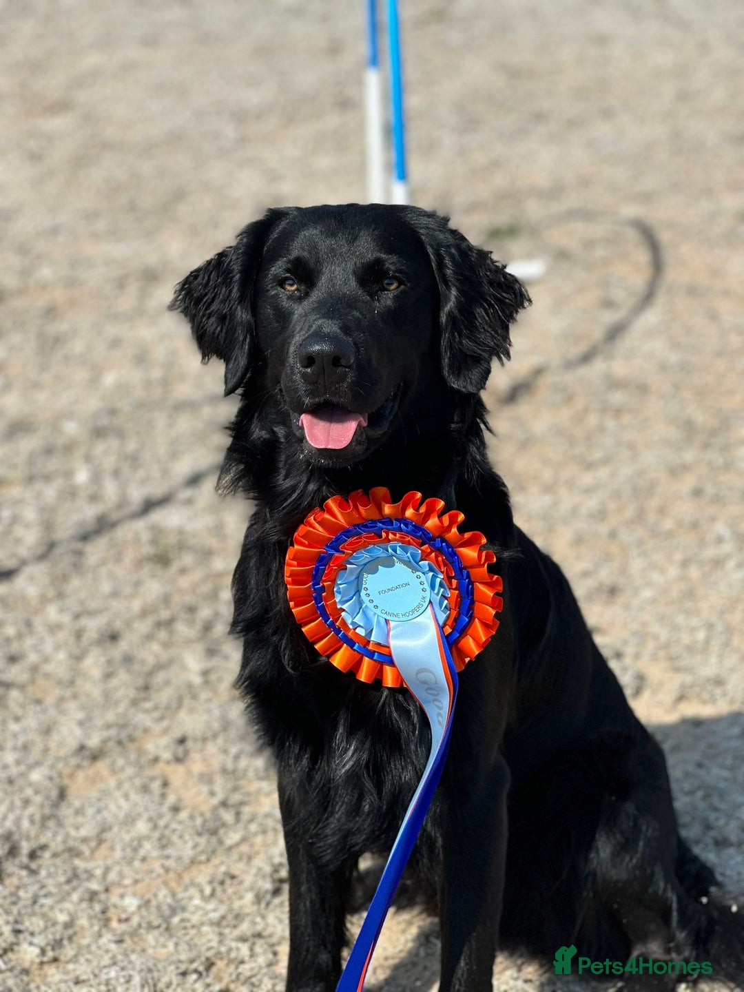 Mixed Breed dogs for sale: Fabulous Black Gold Retrievers - Image 4
