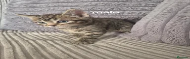 Domestic Shorthair Kitten 5