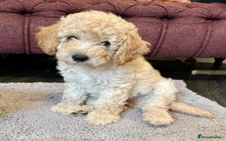 Miniature Poodle dogs for sale: LUXURY Litter of KC Registered Miniature Poodles - Image 2