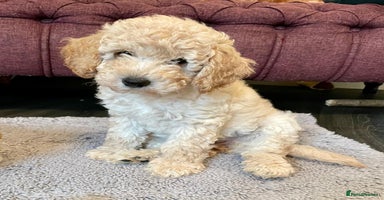 Miniature Poodle dogs - Advert 5