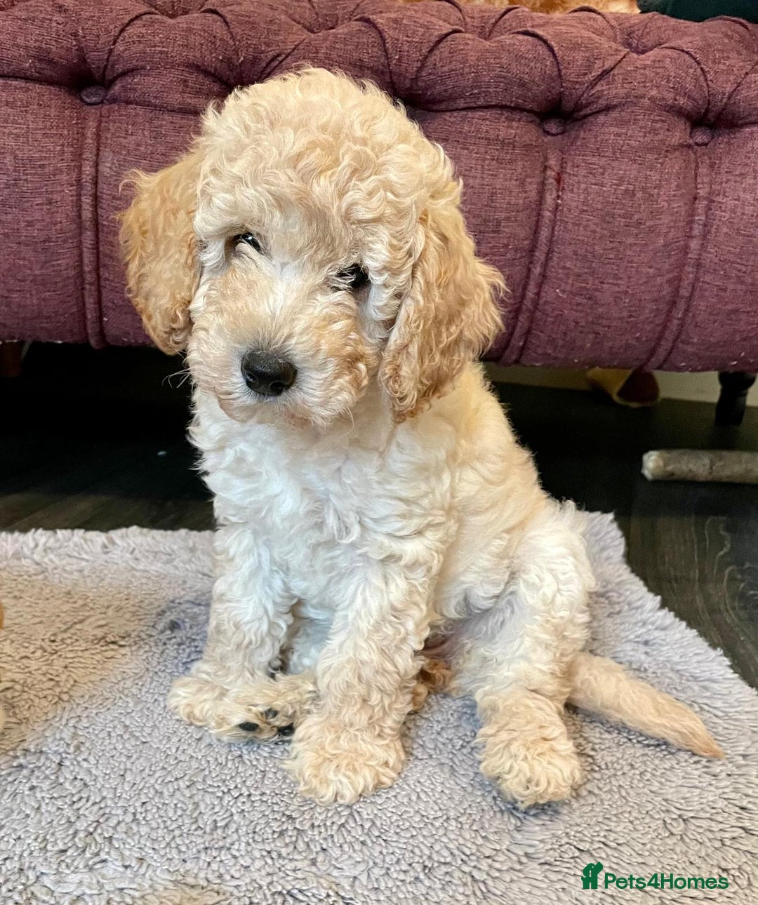 Miniature Poodle dogs for sale: LUXURY Litter of KC Registered Miniature Poodles - Image 2