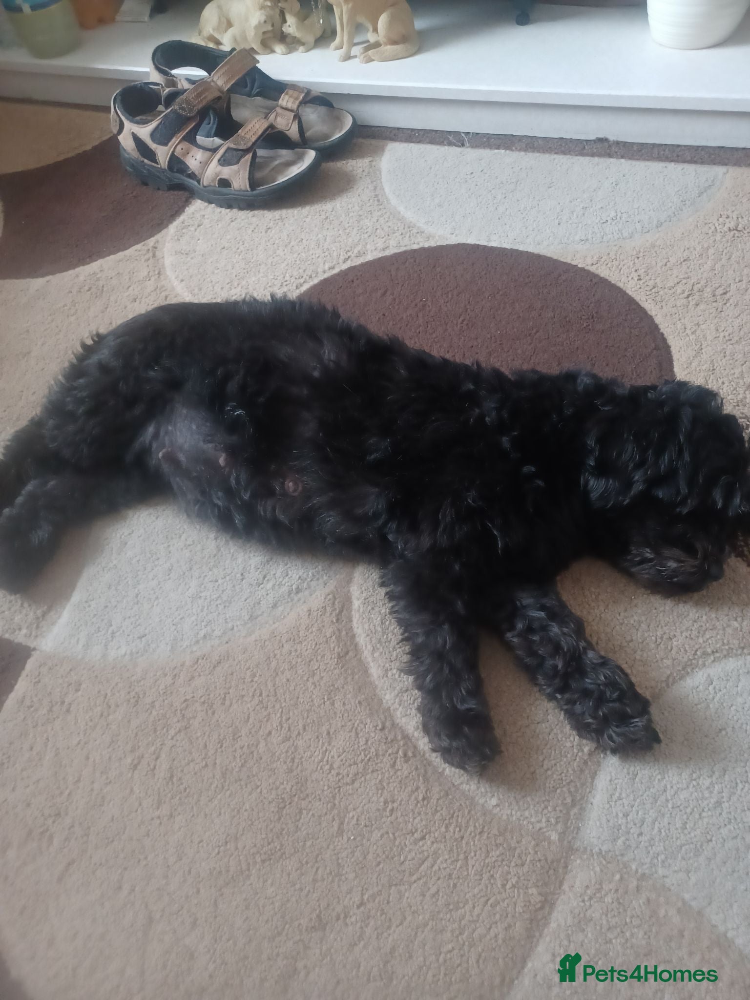 Doxiepoo dogs Adorable DoxiePoo Puppies  - Advert 14