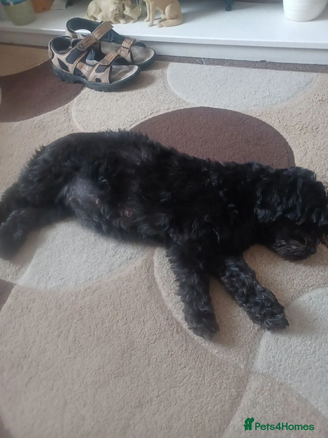 Doxiepoo dogs for sale: Adorable DoxiePoo Puppies  in Cannock - Advert 1