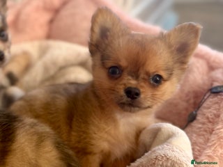 Chihuahua dogs Merle Chihuahua Puppy Ready Now - Advert 8