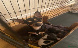 Chihuahua dogs for sale: Tiny Girl & Boy Chihuahuas available  - Image 4