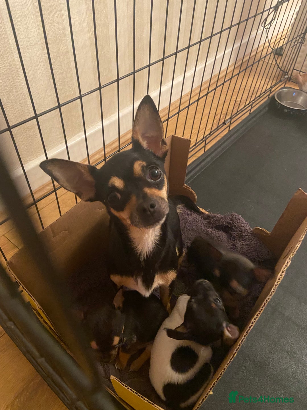 Chihuahua dogs for sale: Tiny Girl & Boy Chihuahuas available  - Image 4