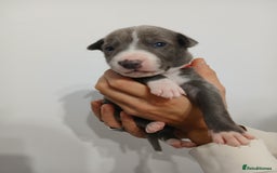 Lurcher dogs for sale: Bull Greyhound - Image 1