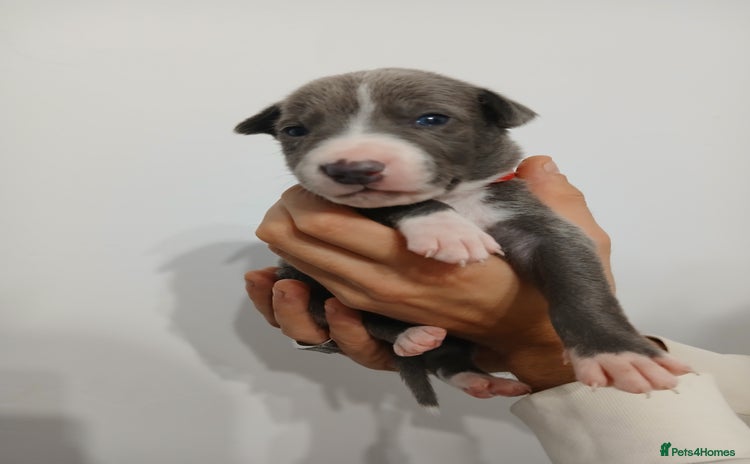 Lurcher dogs - Advert 1