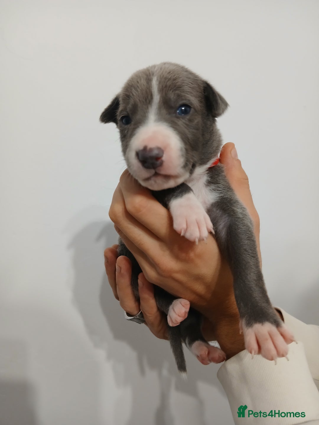 Lurcher dogs for sale: Bull Greyhound - Image 1