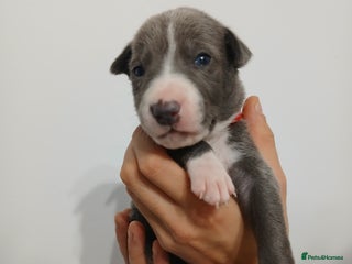 Lurcher dogs - Advert 1