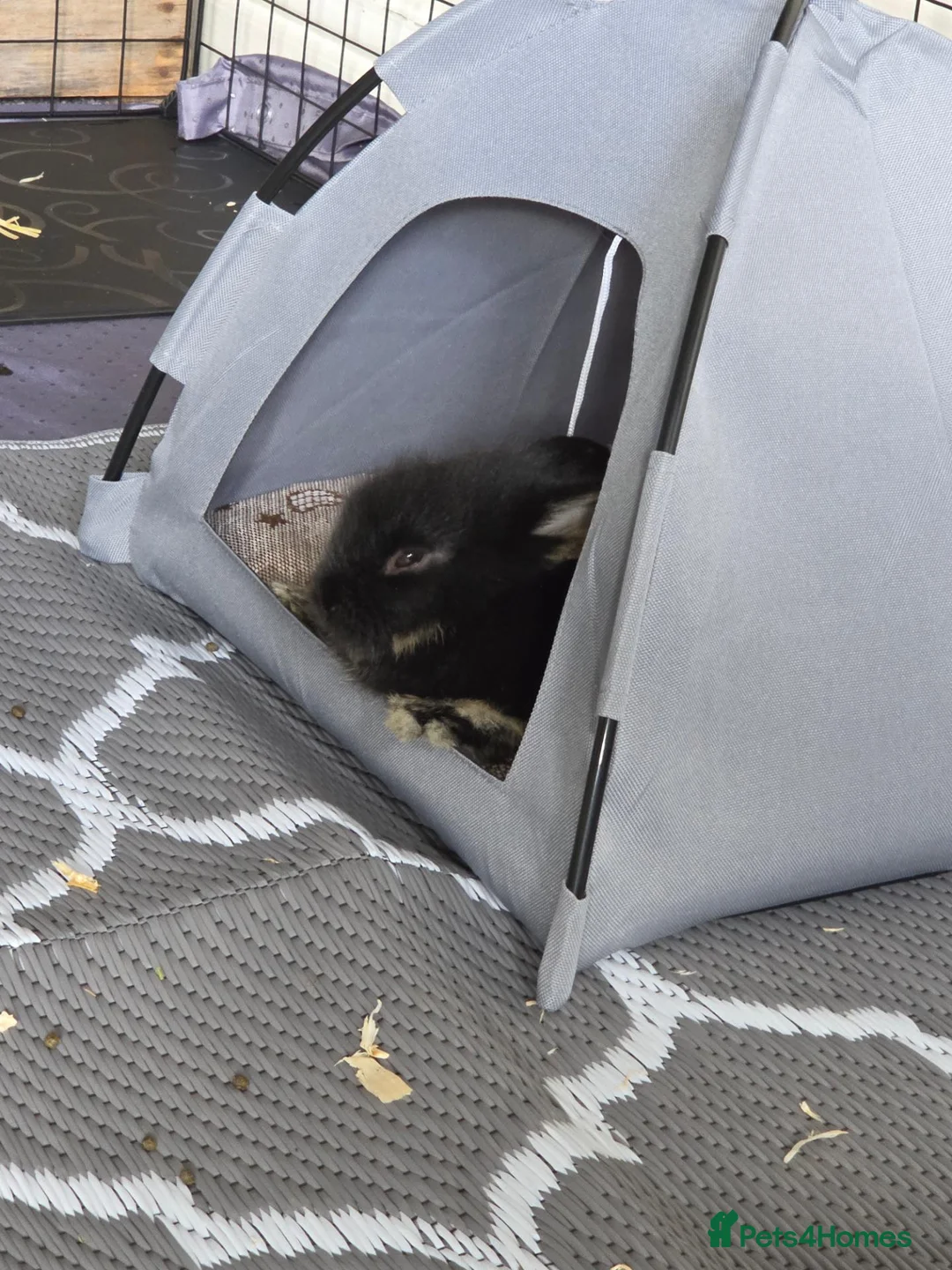 Mixed Breed rabbits for sale: Baby Bunny's  in Stone - Advert 23