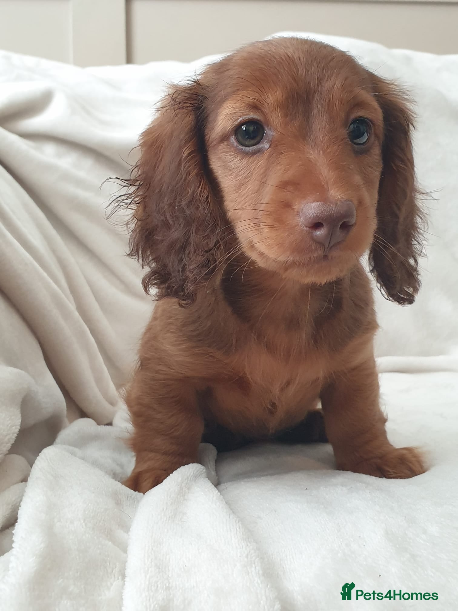 Miniature Dachshund dogs Gorgeous Male Miniature Long Haired  - Advert 1