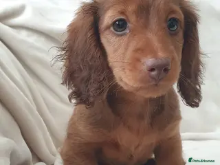 Miniature Dachshund dogs Gorgeous Male Miniature Long Haired - Advert 1