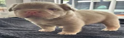 French Bulldog dogs for sale: 💥 READY SOON 💥 7 fluffy frenchies  - Advert 23