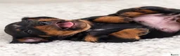 Miniature Dachshund dogs for sale: Miniature dachshund puppies - Advert 5