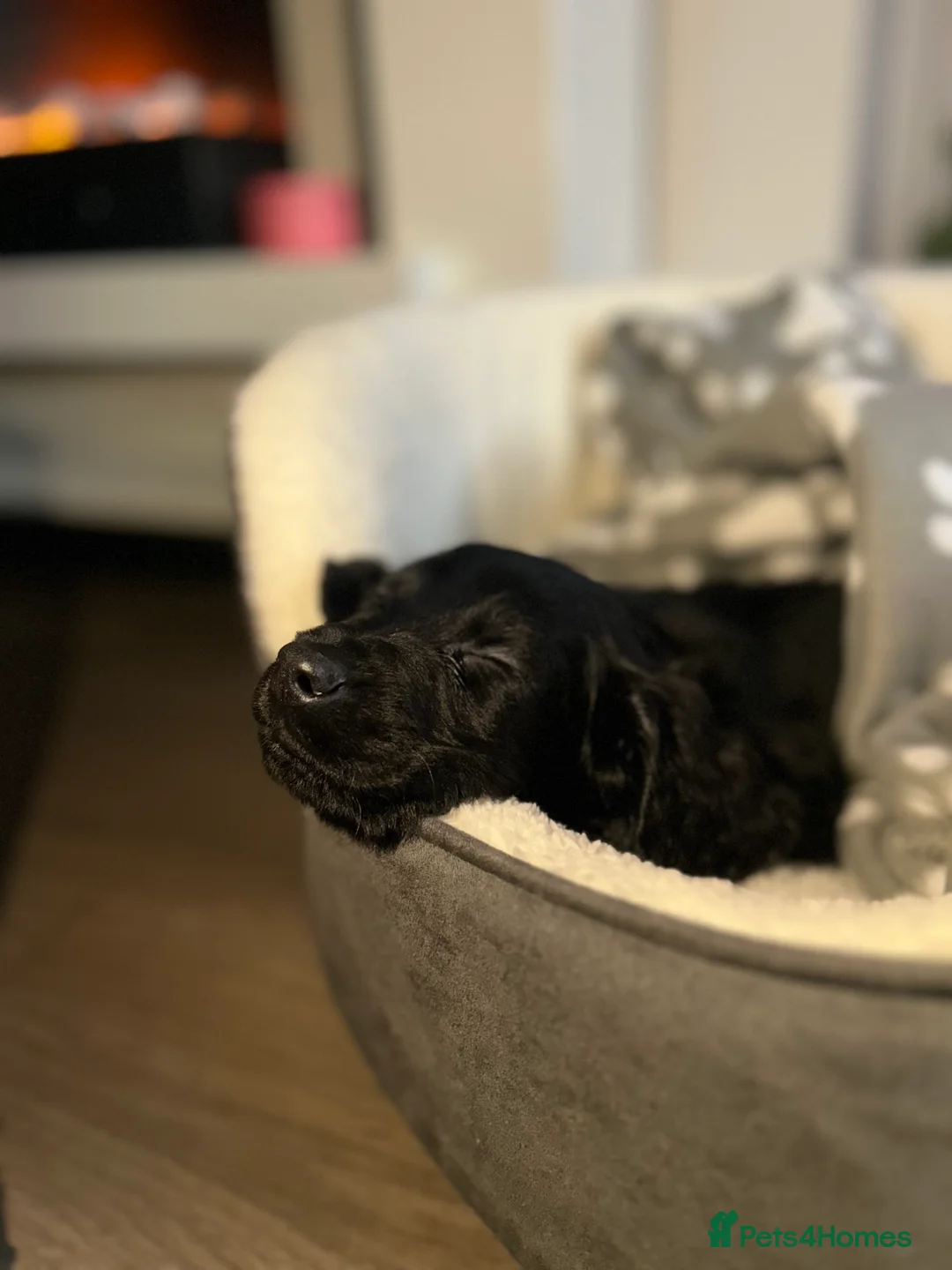 Cockapoo dogs for sale: Rehoming cockapoo puppy! - Advert 2