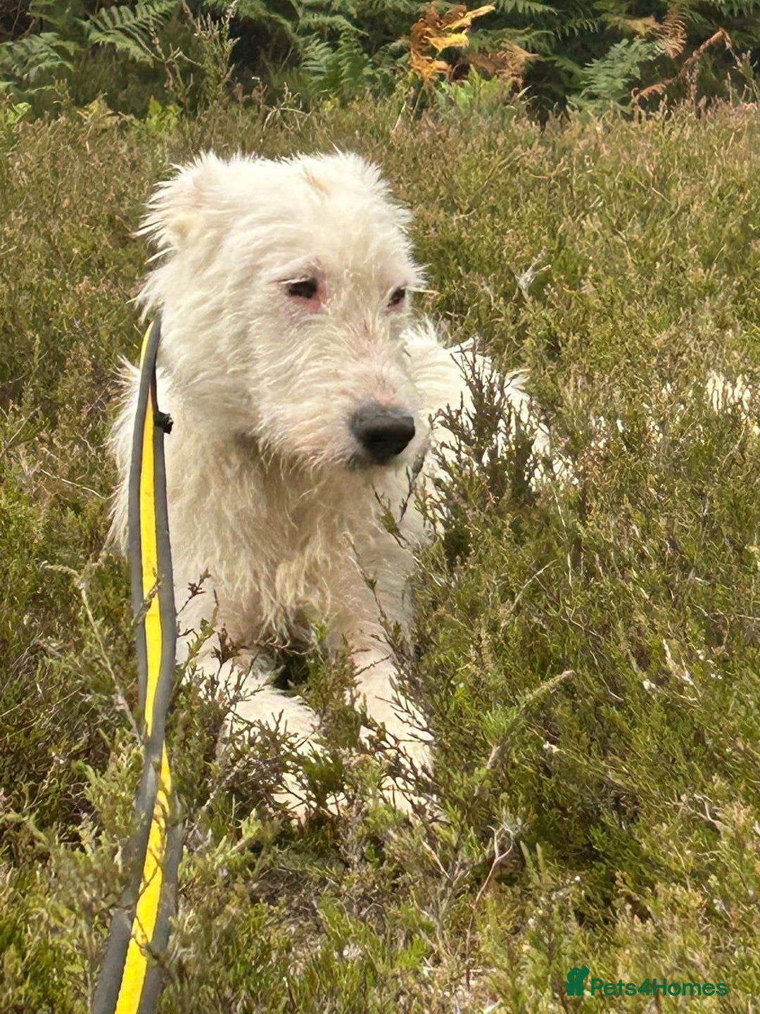 Mixed Breed dogs for adoption: Peter - Norwich Norfolk  - Image 13