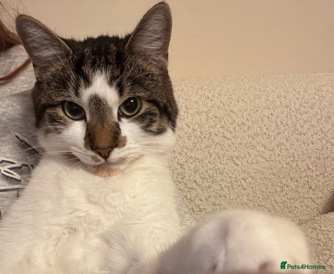 Domestic Shorthair cats for sale: Two Bonded Siblings for Sale - Advert 10