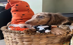 Miniature Dachshund dogs for sale: 🤍🐾 STUNNING DAPPLE BOY READY TO GO 🐾🤍 - Image 20
