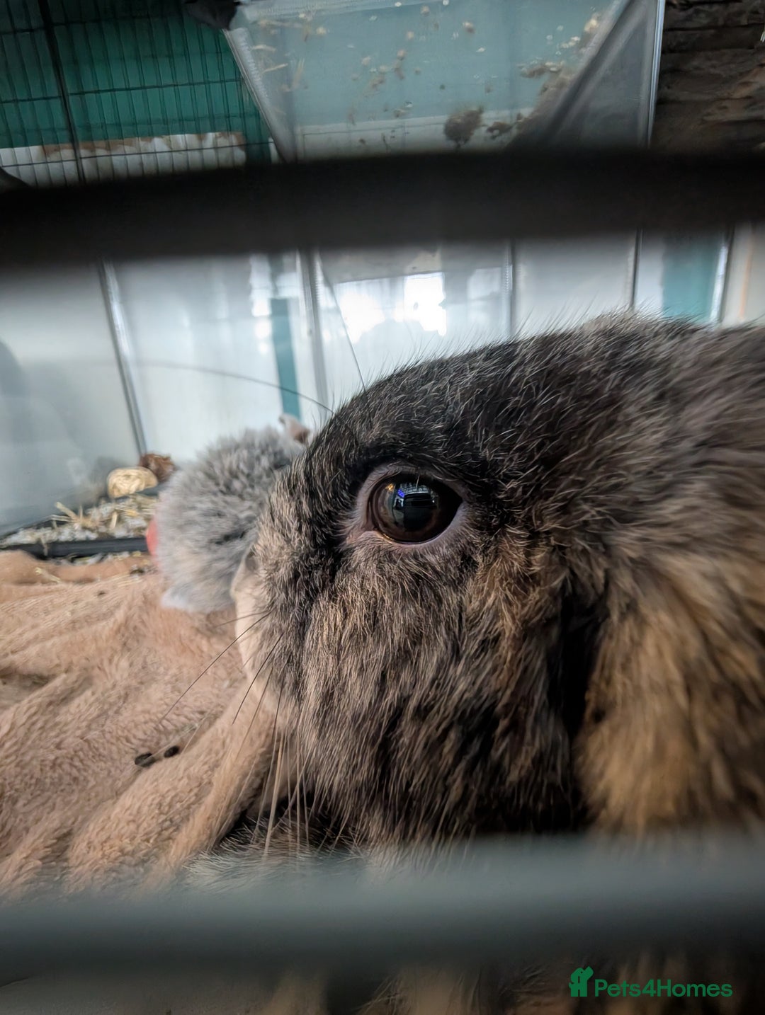 English Lop rabbits for sale: Harlequin female - Advert 3