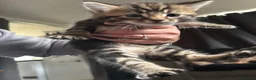 Mixed Breed cats for sale: 2 female 1 male, tabby cross  - Advert 7