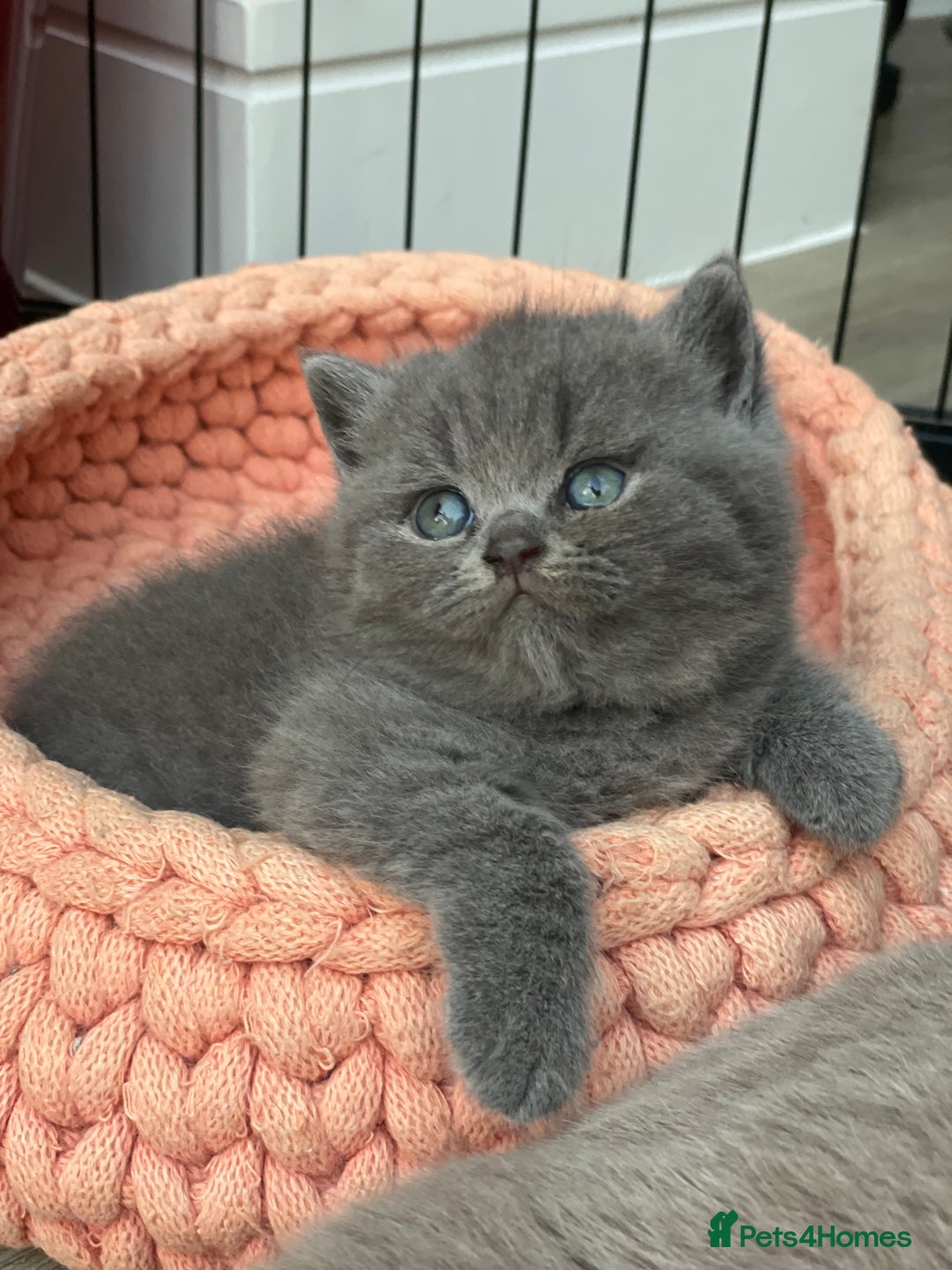 British Shorthair cats for sale: Champion Bloodline British Shorthair/Longhair - Image 11
