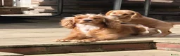 Cocker Spaniel dogs for sale: Cocker spaniels Barnsley area - Advert 22