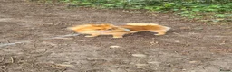Pomeranian dogs for sale: Pomeranian 21 mths old male - Advert 6