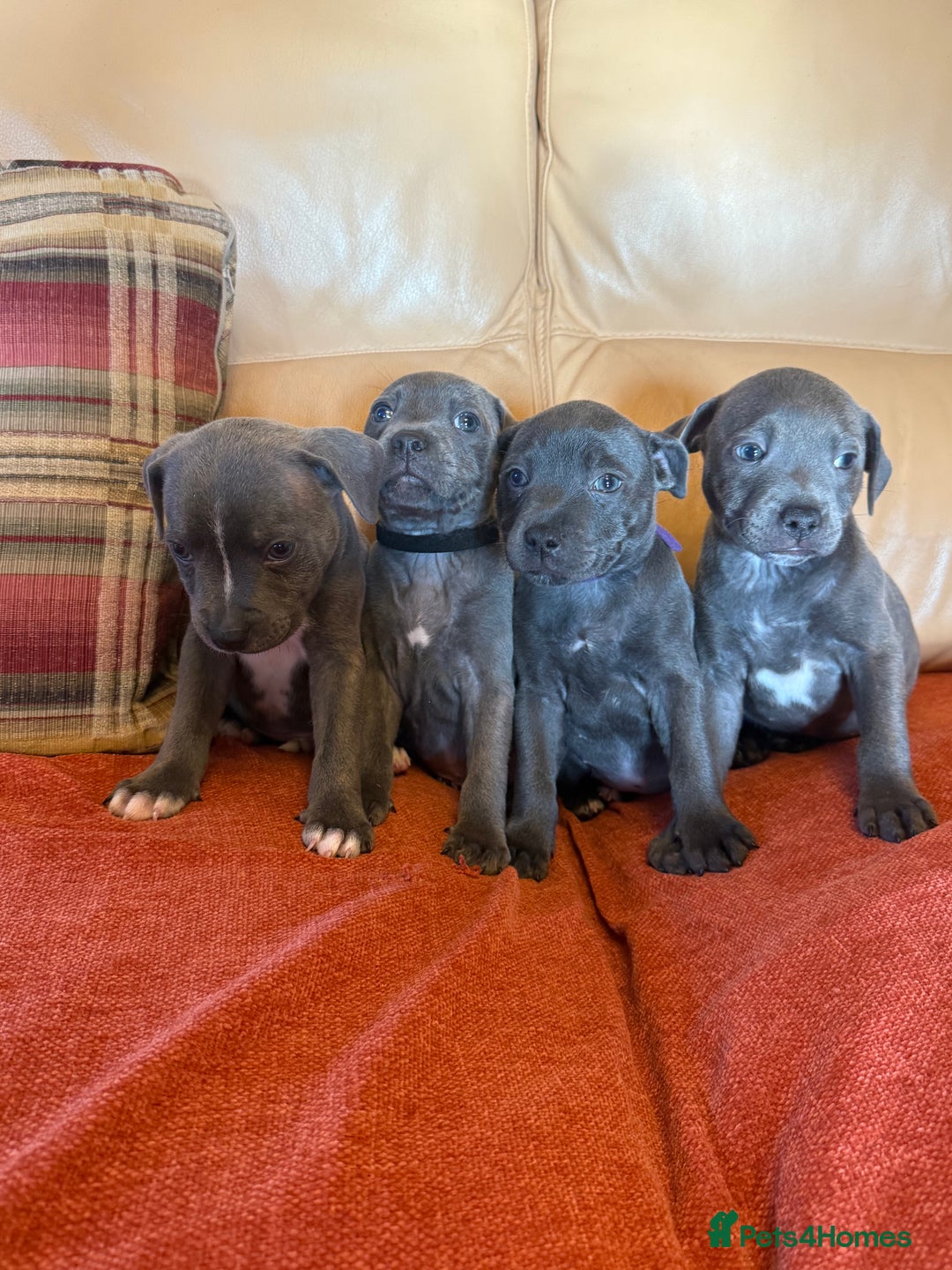 Staffordshire Bull Terrier dogs for sale: Adorable KC Reg/Health Tested SBT Puppies - Image 35