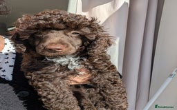 Miniature Poodle dogs for sale: Beautiful KC registered miniature poodles  - Image 15