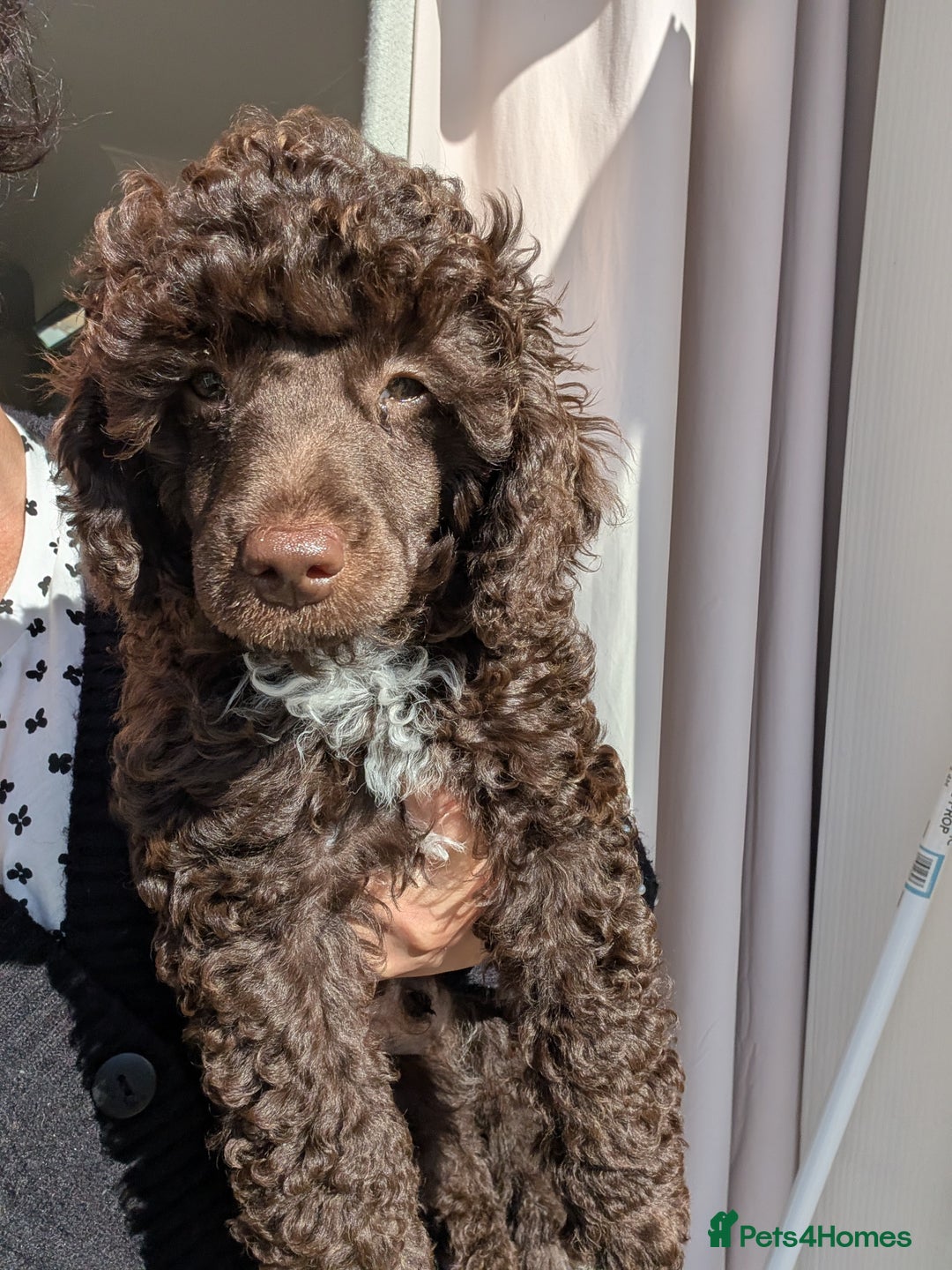Miniature Poodle dogs for sale: Beautiful KC registered miniature poodles  - Image 15