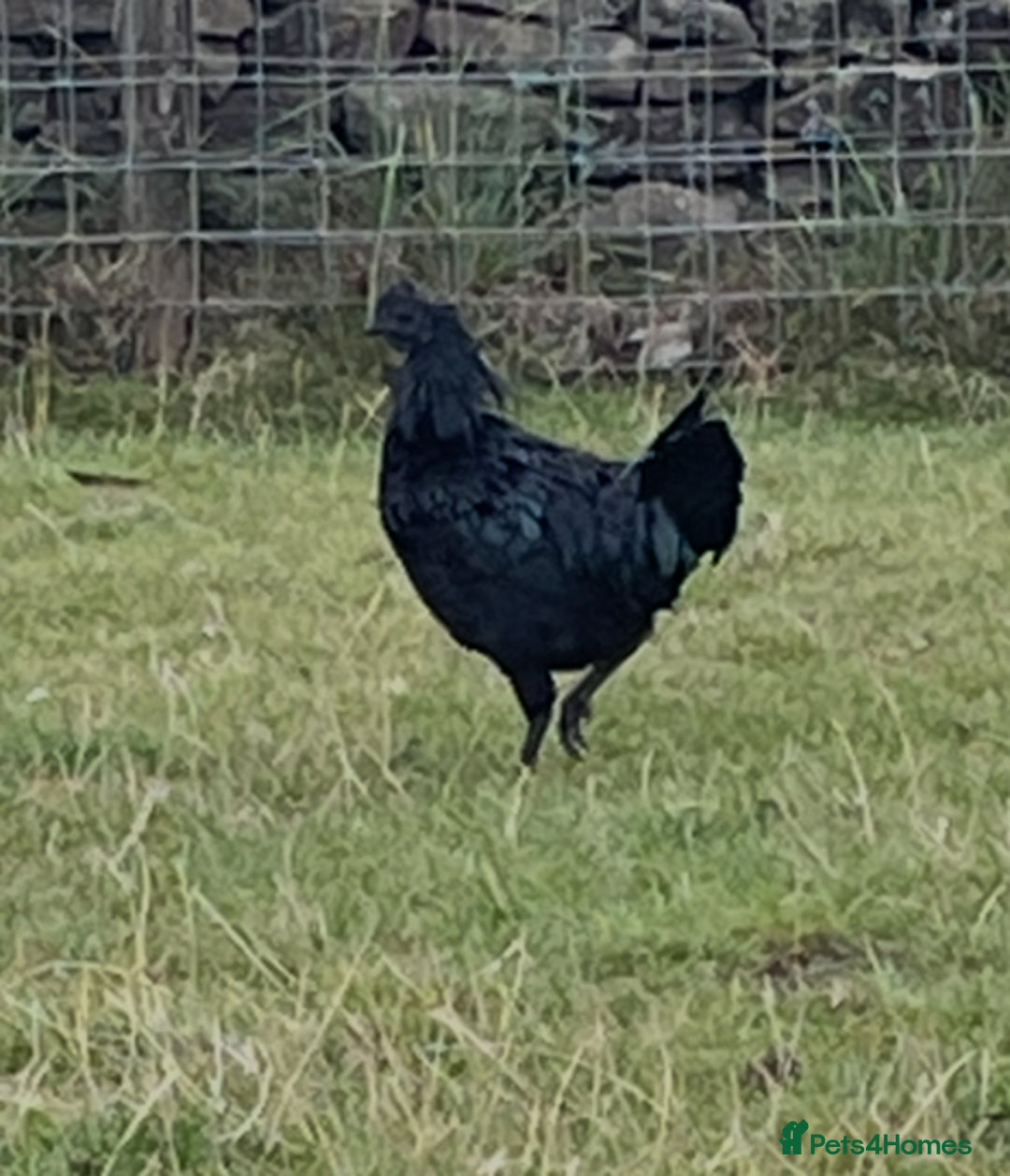 Chickens poultry for sale: Young Ayam Cemani cockerel  - Image 1