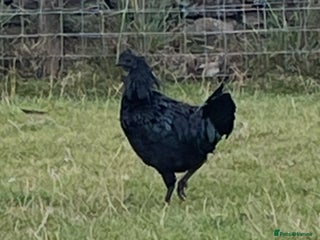 Chickens poultry - Advert 37