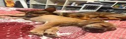 Mixed Breed dogs for sale: Boy and girl puppy  in London - Advert 4