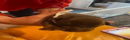 Dobermann dogs for sale: Doberman puppies beautiful temperament  - Advert 15