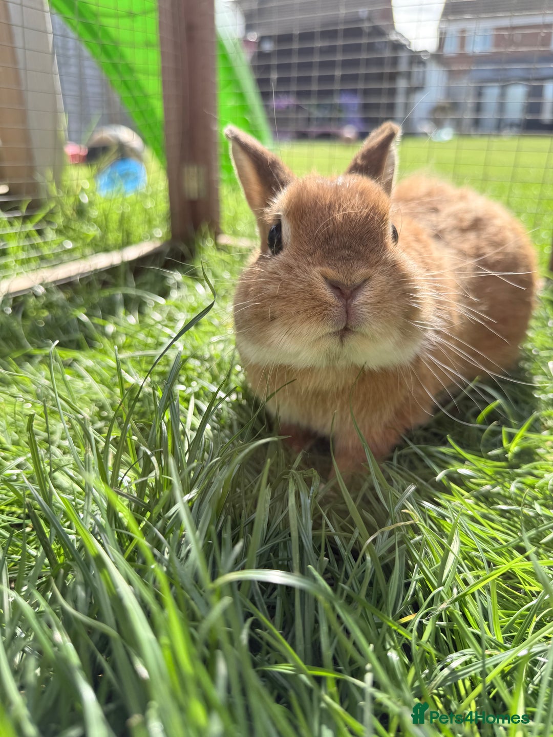 Netherland Dwarf rabbits for sale: •AVAILABLE• Pedigree Netherland Dwarf Bunny in Rushden - Image 3