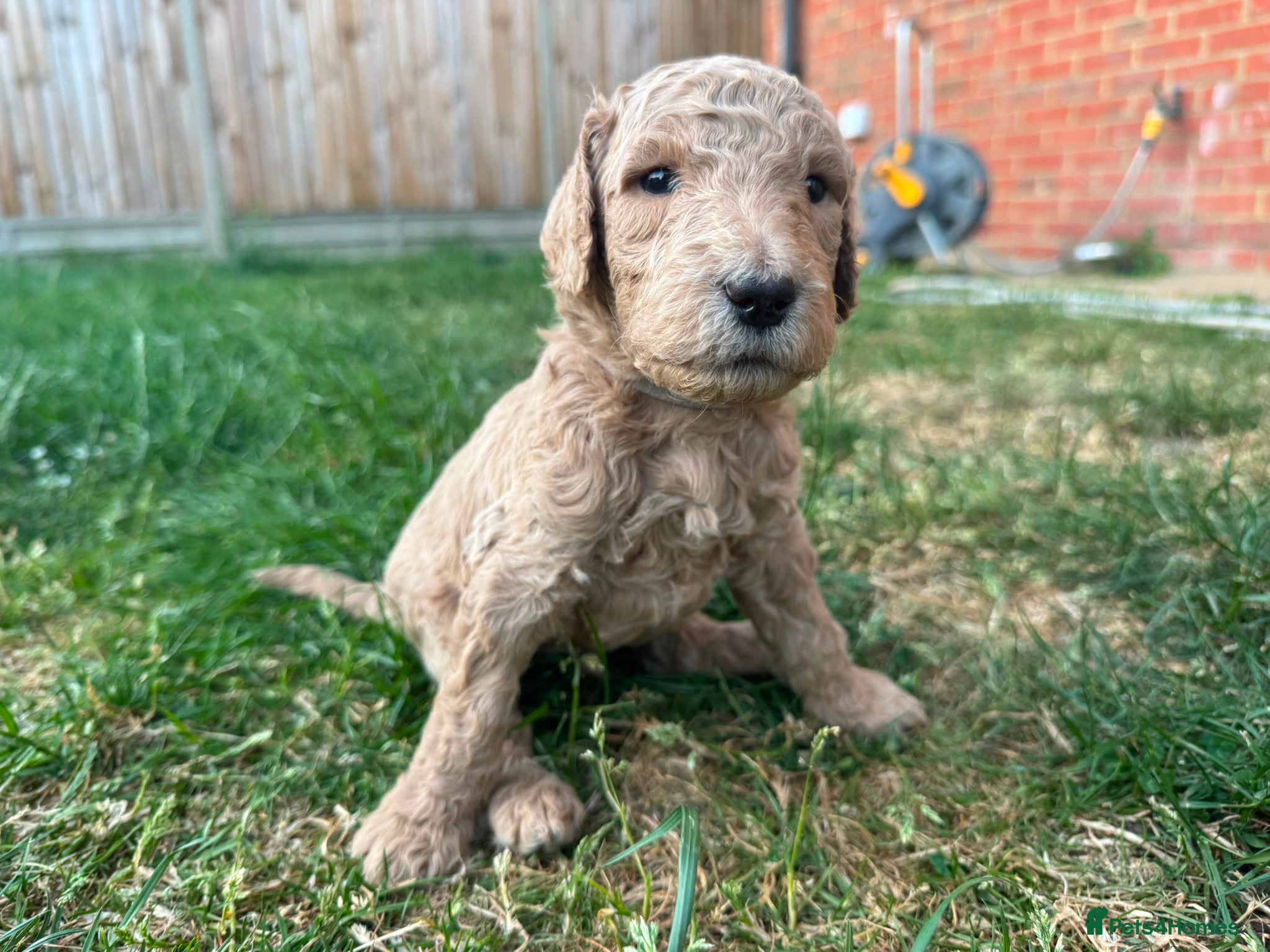Goldendoodle Puppy 4 Grey Collar Boy
