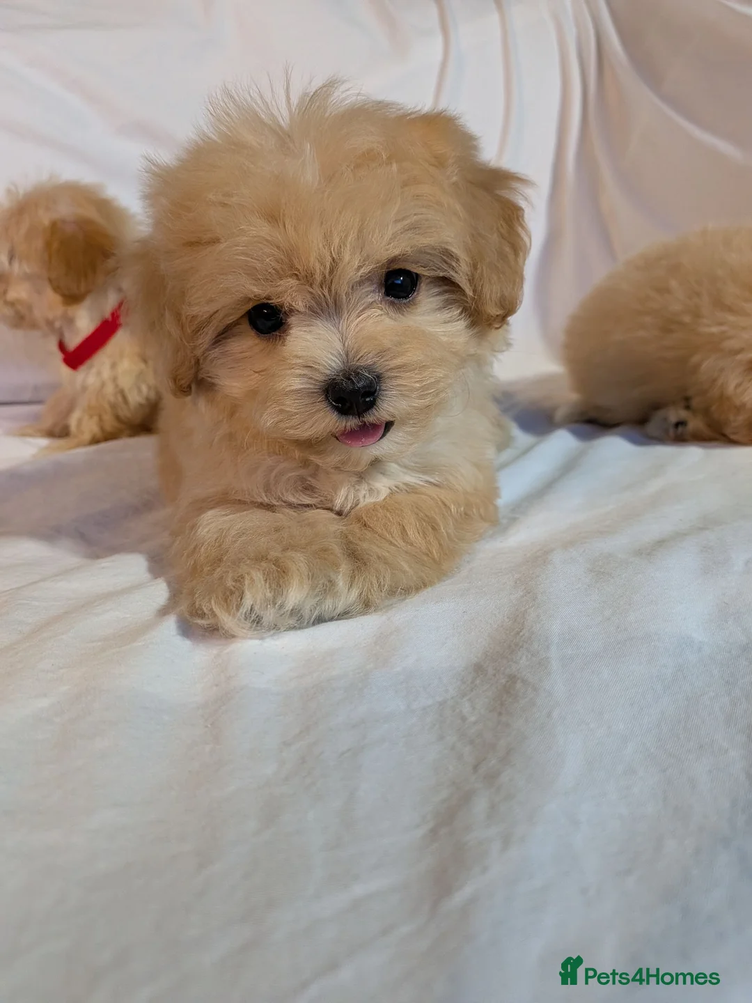 Maltipoo dogs for sale: Lovely Maltipoo Puppies Ready To Leave - Advert 2