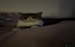 Exotic cats for sale: bella!! friendly grey and white exotic shorthair - Image 12