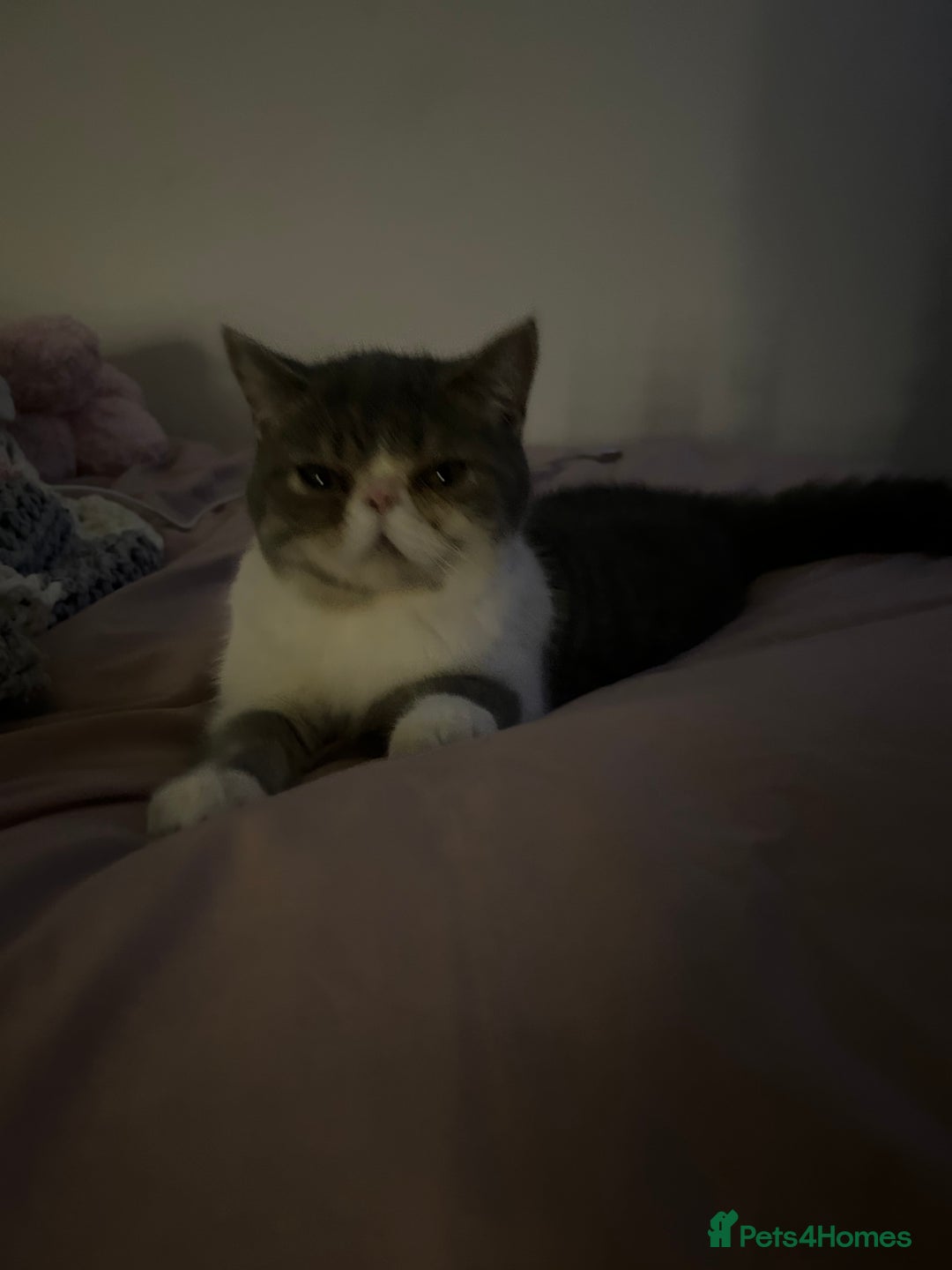 Exotic cats for sale: bella!! friendly grey and white exotic shorthair - Image 12