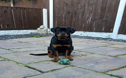 Rottweiler dogs for sale: Male Rottweiler Puppy 6 Months Old - Advert 3
