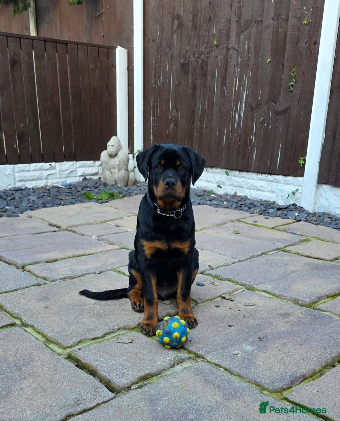 Rottweiler dogs for sale: Male Rottweiler Puppy 6 Months Old - Advert 3