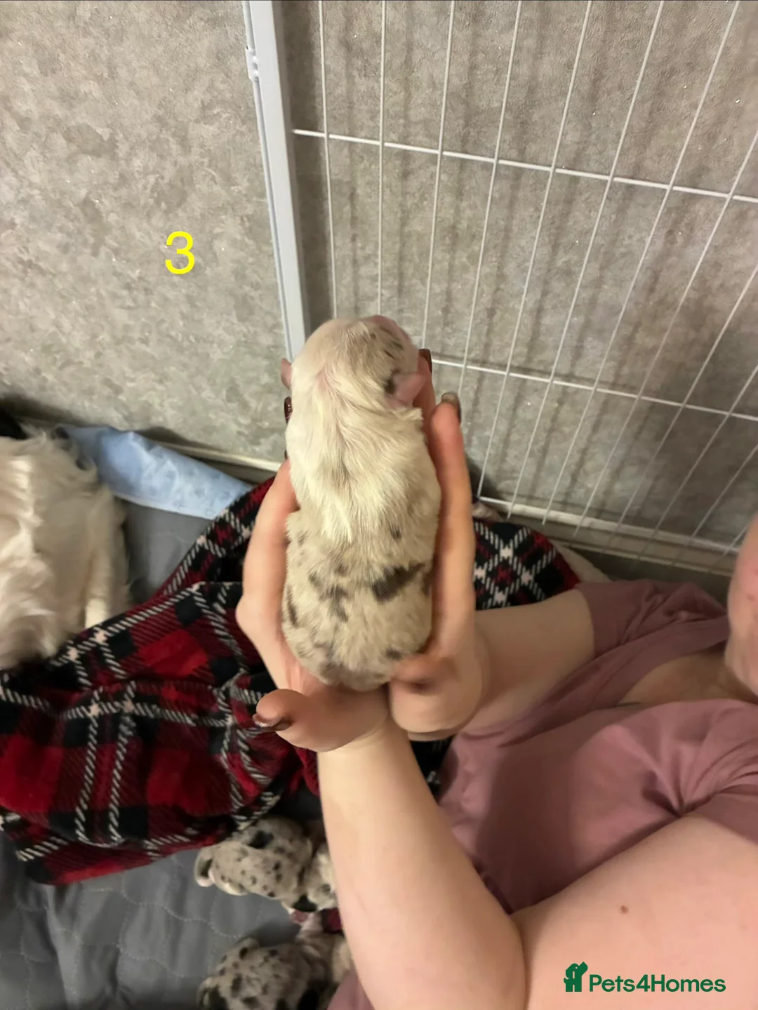 Border Collie dogs for sale: Border Collies - mixture of colours - Advert 11